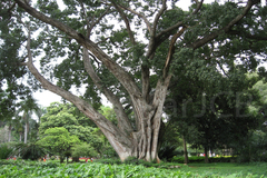 Ficus virens